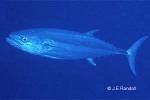 Dogtooth Tuna (Gymnosarda unicolor)